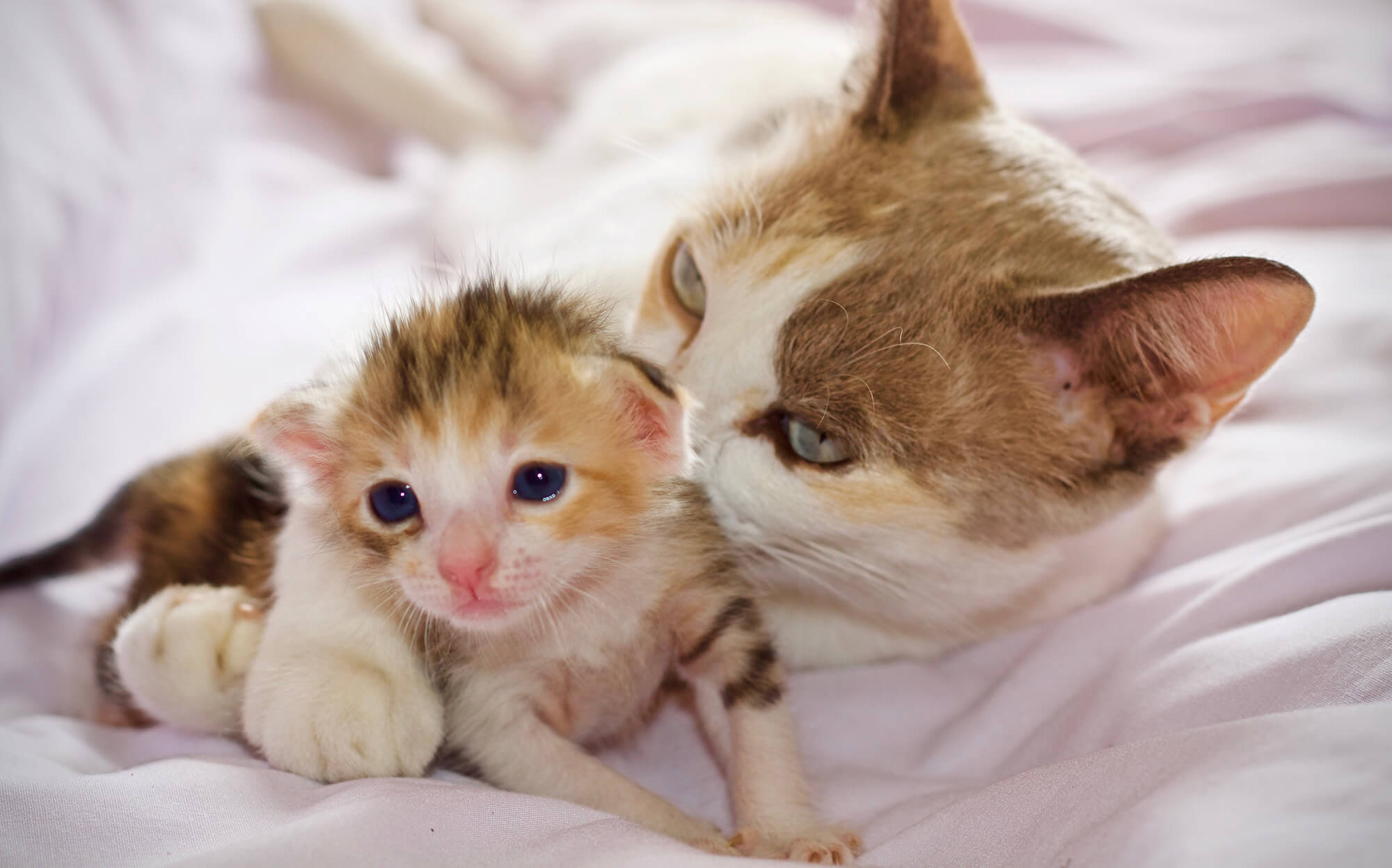 Como Cuidar de Filhotes Órfãos (Gatos & Cachorros)