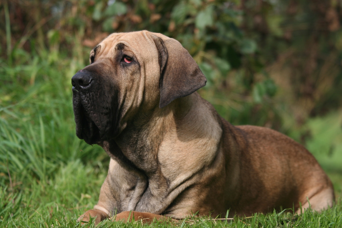 Fila Brasileiro 11  Raça de cachorro, Cães gigantes, Cão de fila