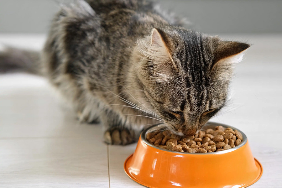 gatinho comendo ração